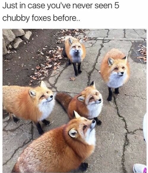 fat foxes japan - Just in case you've never seen 5 chubby foxes before..