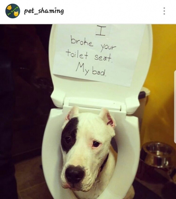 clean dog shaming - pet_shaming Pet Shaming I broke your toilet seat. My bad.