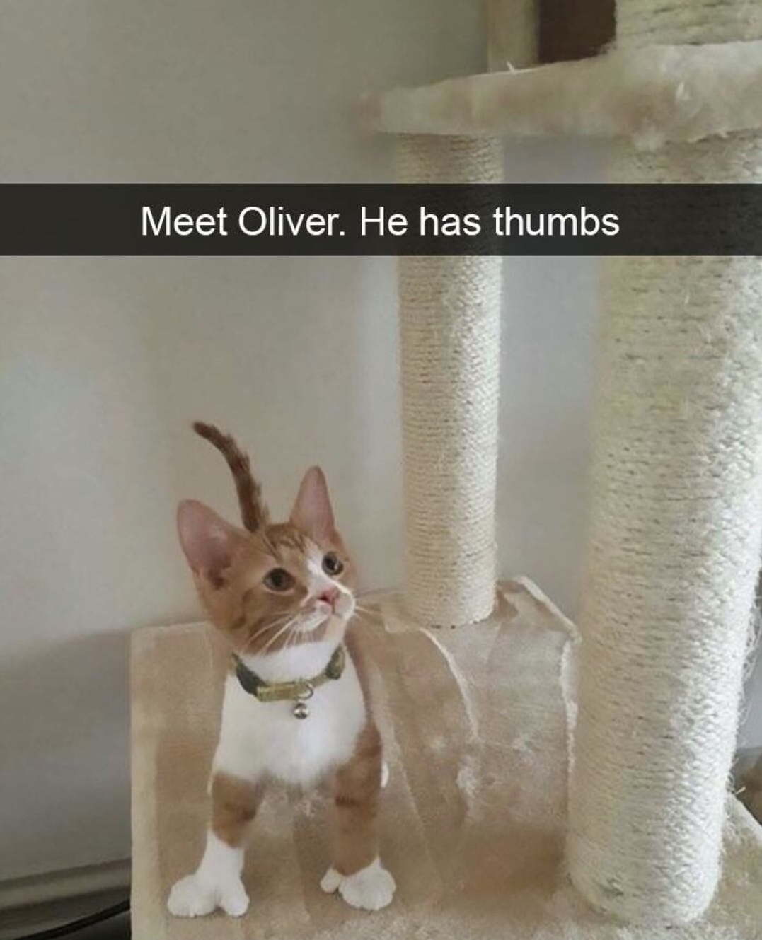 meme stream - funny cat snapchats - Meet Oliver. He has thumbs
