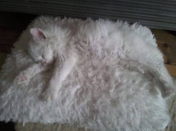 cat camouflaged in rug