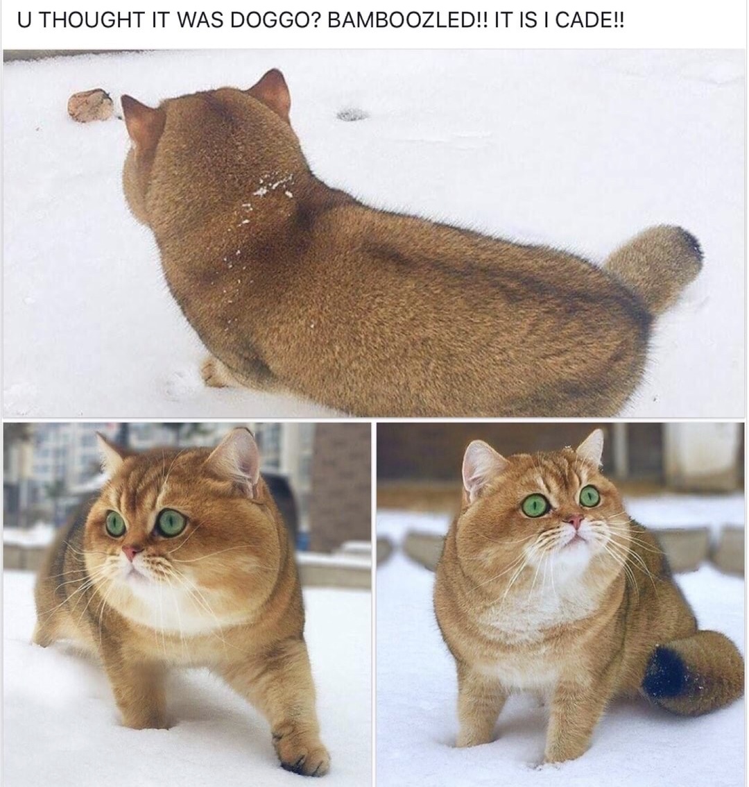 thicc boi cat - U Thought It Was Doggo? Bamboozled!! It Is I Cade!! O