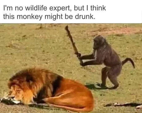 dank memes - i m no wildlife expert but i think - I'm no wildlife expert, but I think this monkey might be drunk.