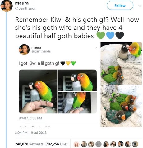 dank memes - bird goth gf - maura Remember Kiwi & his goth gf? Well now she's his goth wife and they have 4 beautiful half goth babies maura I got Kiwi a lil goth gf 0 9417, 246,876 702,256