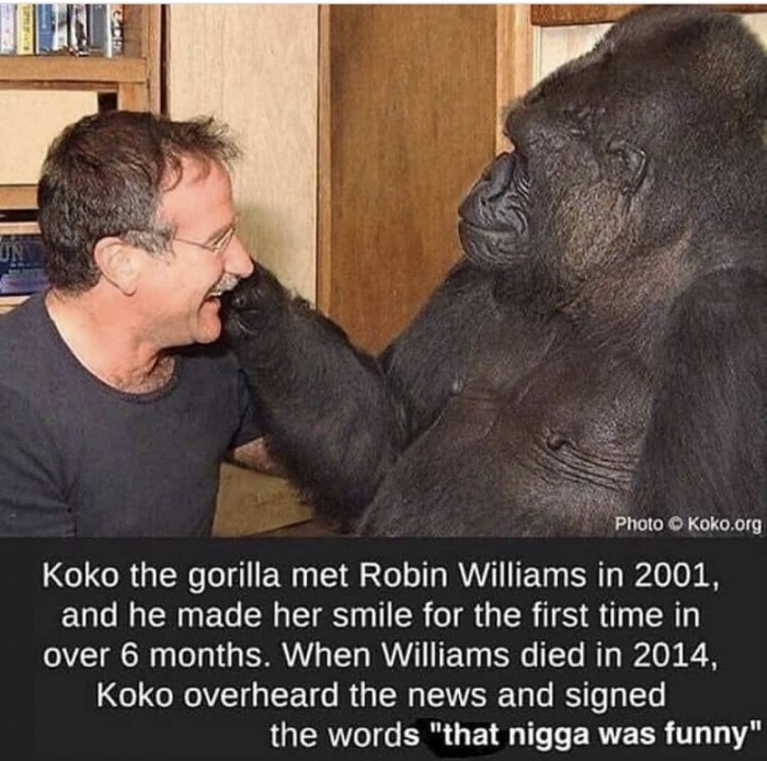 dank memes - robin williams gorilla meme - Photo Koko.org Koko the gorilla met Robin Williams in 2001, and he made her smile for the first time in over 6 months. When Williams died in 2014, Koko overheard the news and signed the words "that nigga was funn