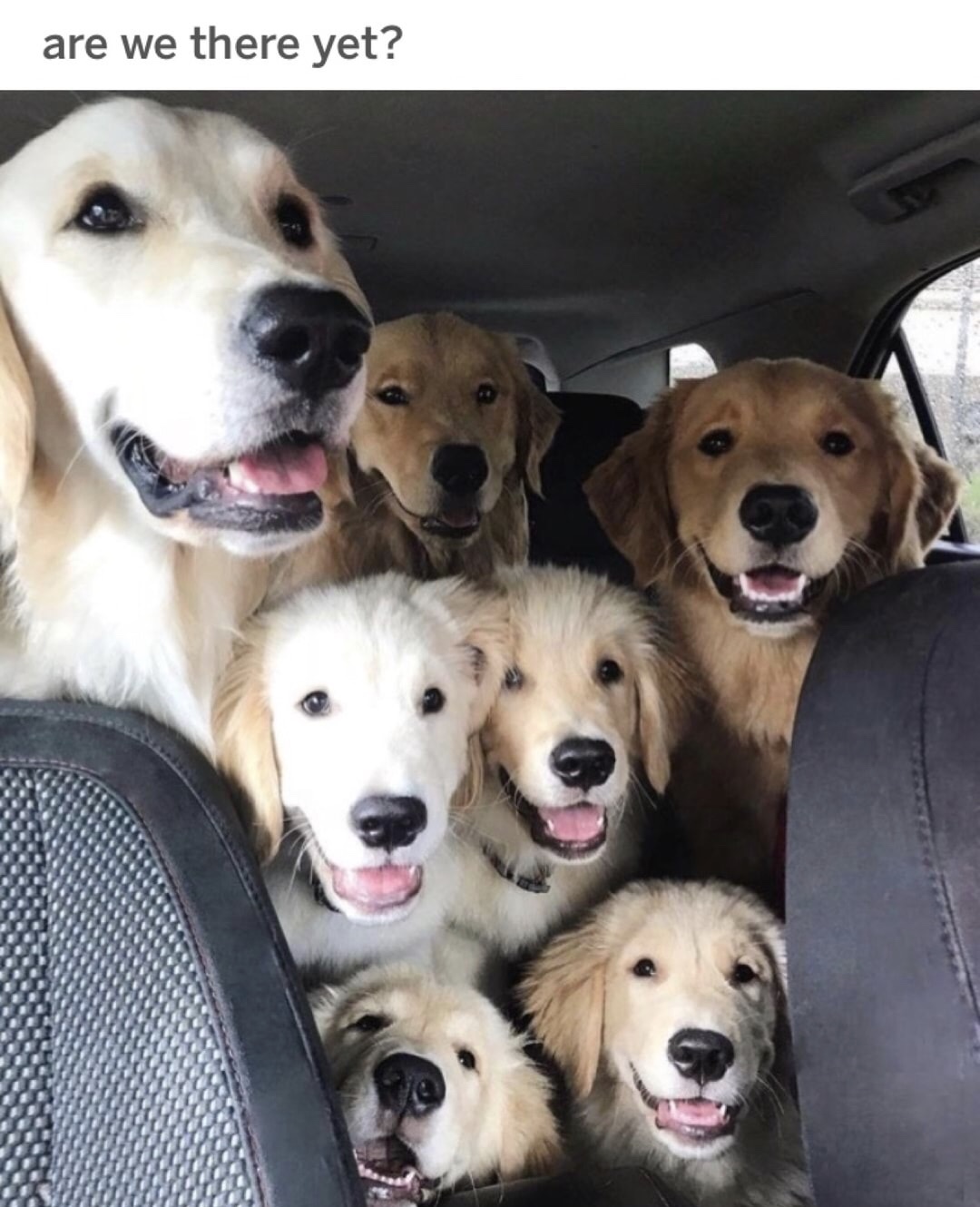 dog big family - are we there yet?