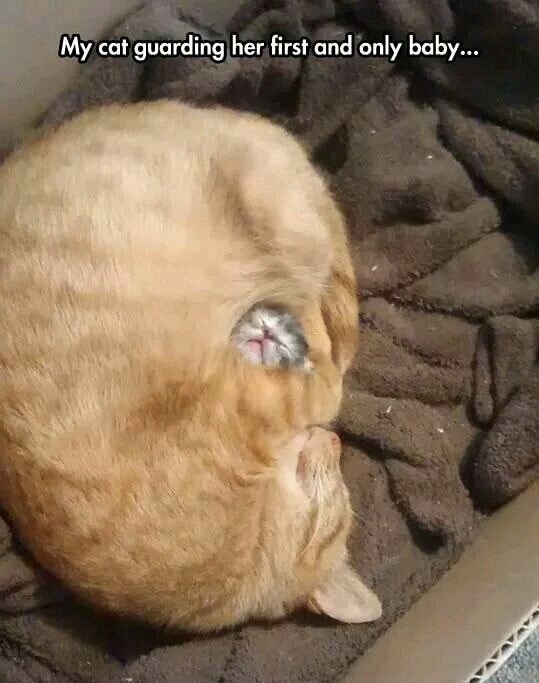 newborn kitten meme - My cat guarding her first and only baby...
