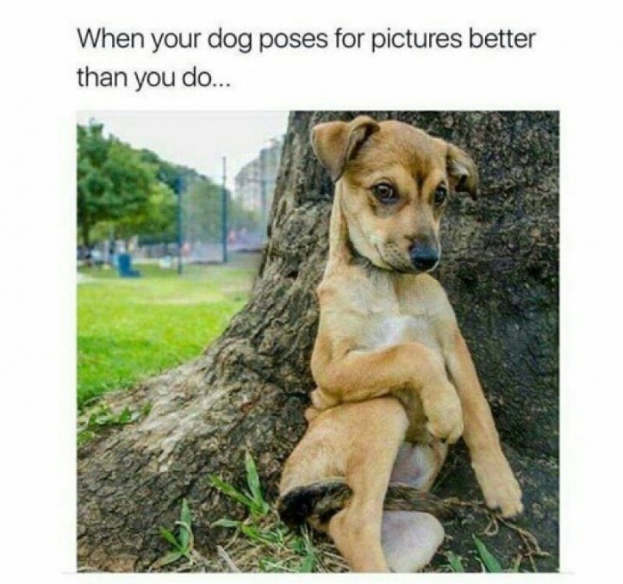 dog poses - When your dog poses for pictures better than you do...