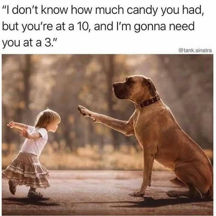 dogs and kids - "I don't know how much candy you had, but you're at a 10, and I'm gonna need you at a 3." .sinatra