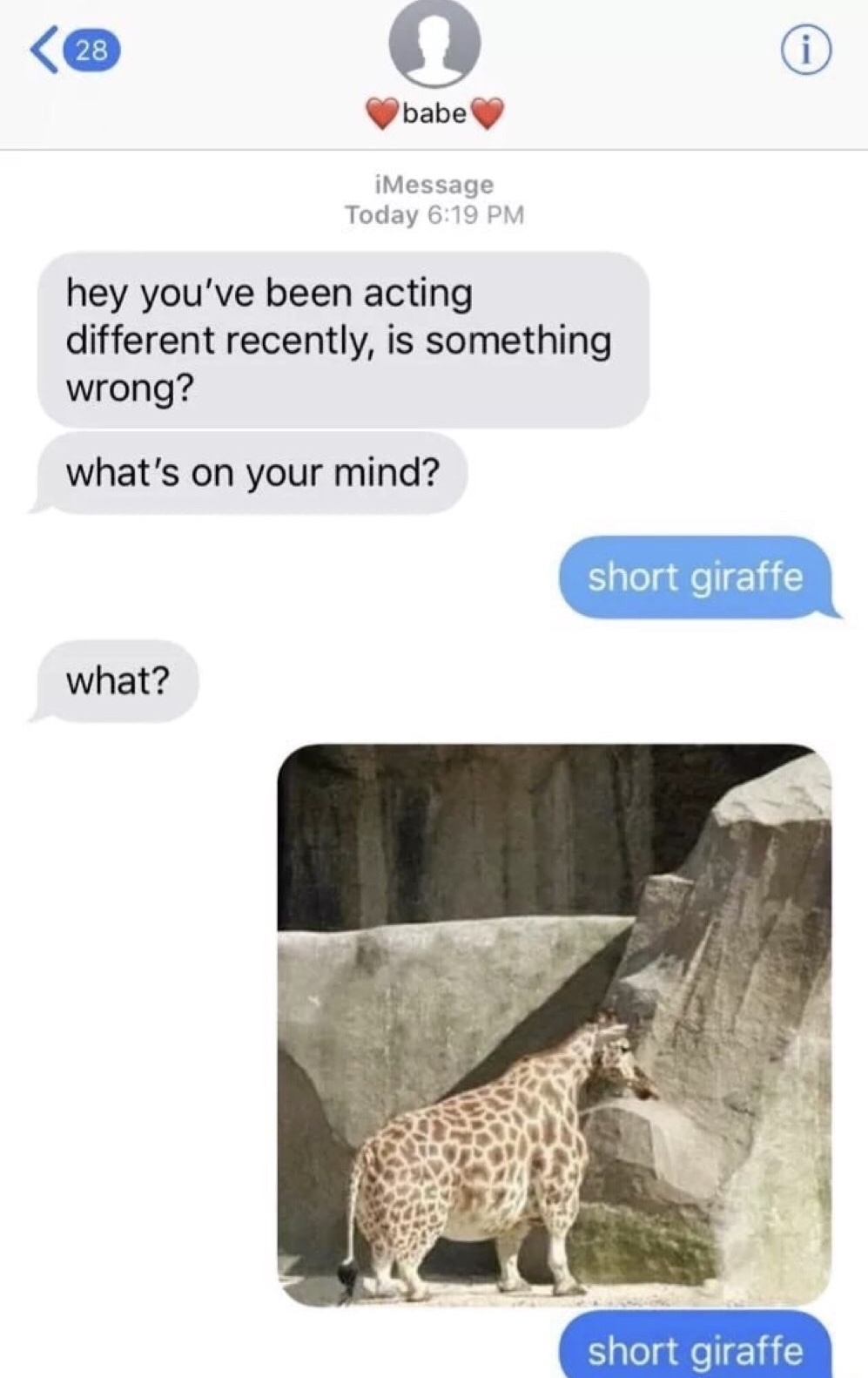 memes - short giraffe - 28 babe iMessage Today hey you've been acting different recently, is something wrong? what's on your mind? short giraffe what? short giraffe