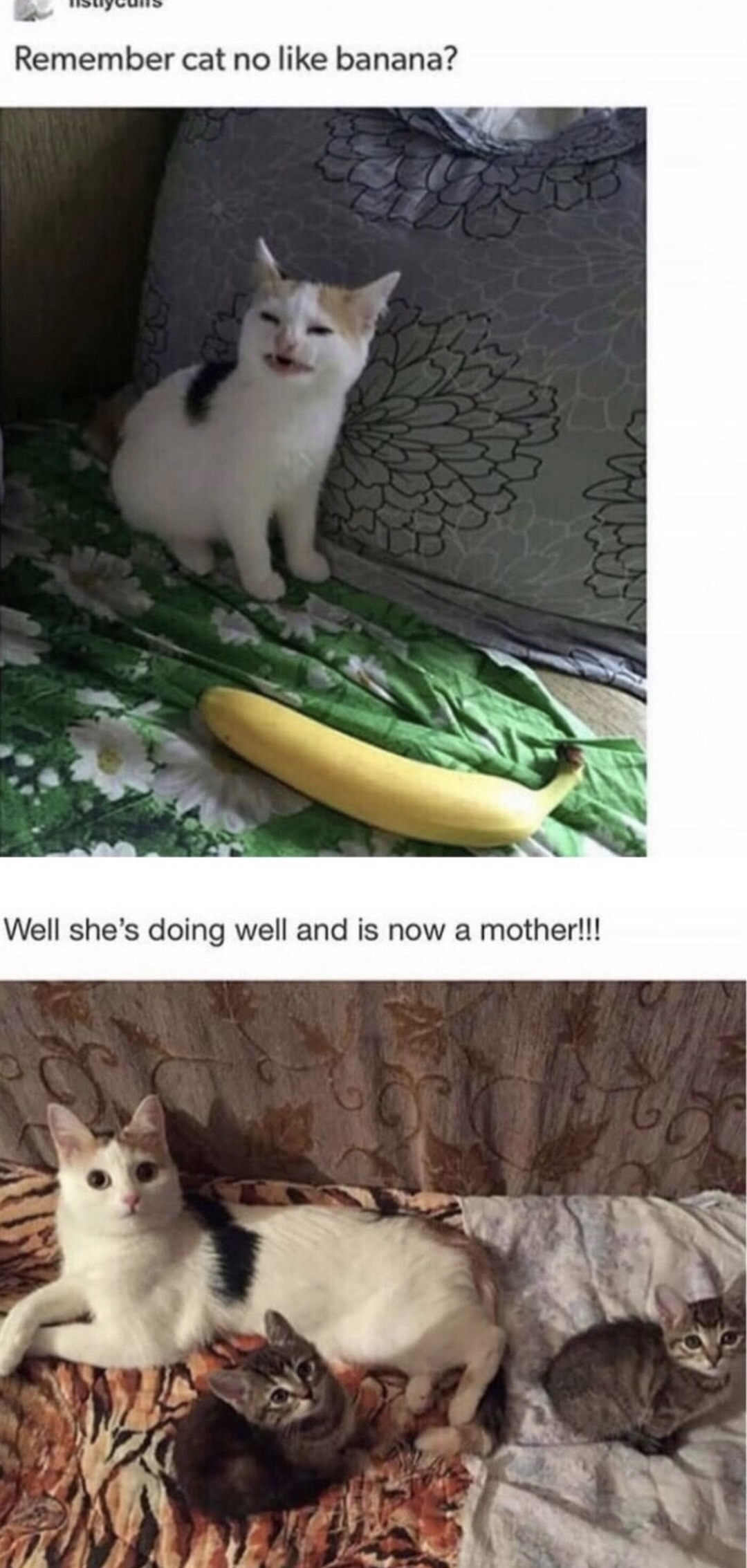 memes - cat no like banana - Remember cat no banana? Well she's doing well and is now a mother!!!
