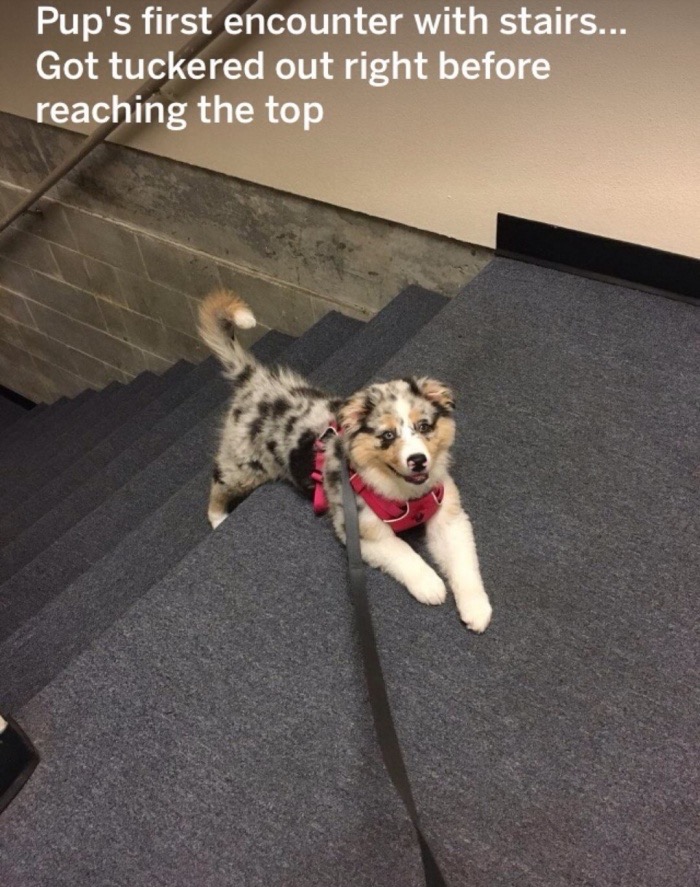 memes - photo caption - Pup's first encounter with stairs... Got tuckered out right before reaching the top