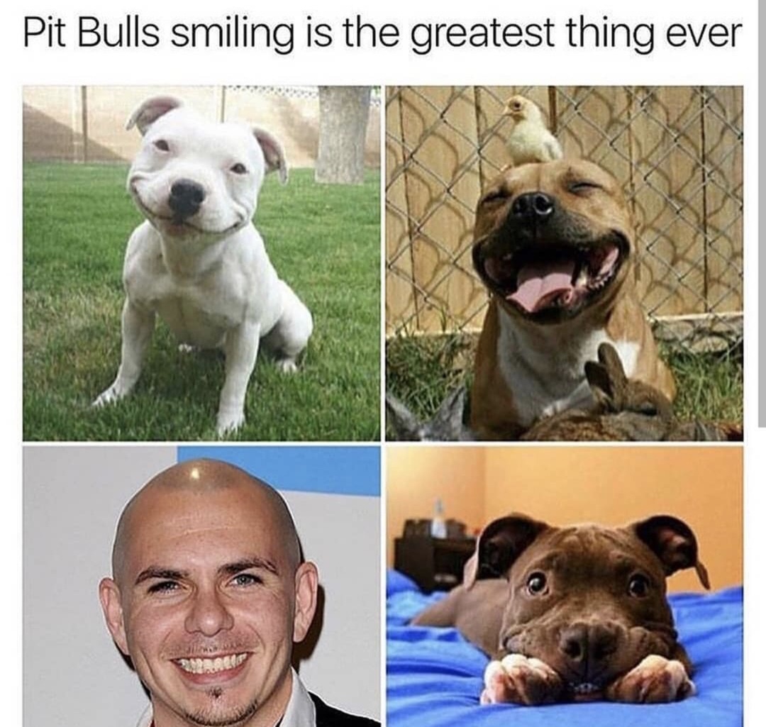 pitbull smiling meme - Pit Bulls smiling is the greatest thing ever