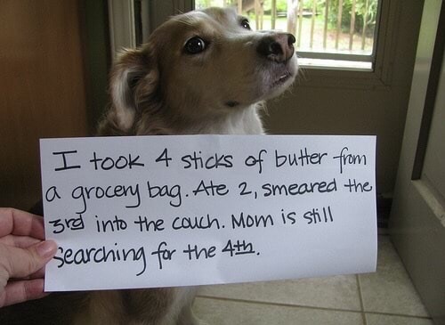 dog shaming - I took 4 sticks of butter from a grocery bag. Ate 2, smeared the grd into the couch. Mom is still Searching for the 4th.