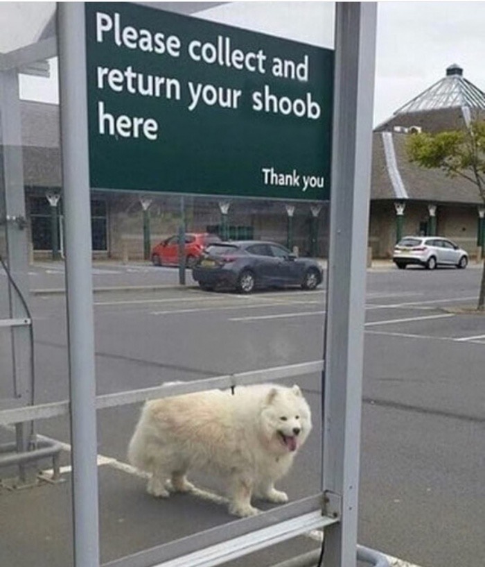 he hate the tomate - Please collect and return your shoob here Thank you