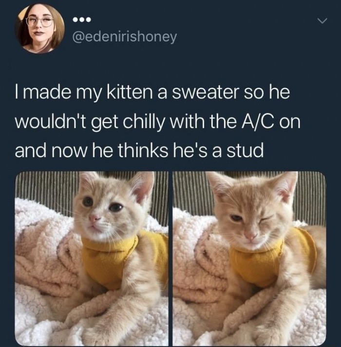 confidence funny meme - I made my kitten a sweater so he wouldn't get chilly with the AC on and now he thinks he's a stud