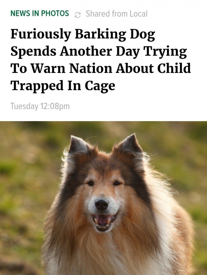 memes - types of dogs - News In Photos & d from Local Furiously Barking Dog Spends Another Day Trying To Warn Nation About Child Trapped In Cage Tuesday pm