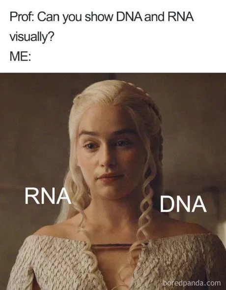 memes - meme funny doctor - Prof Can you show Dna and Rna visually? Me Rna Dna boredpanda.com