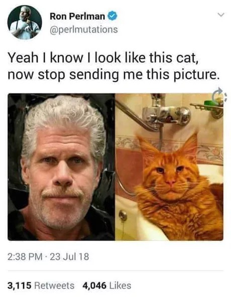 memes - cat that looks like ron perlman - Ron Perlman Yeah I know I look this cat, now stop sending me this picture. 23 Jul 18 3,115 4,046