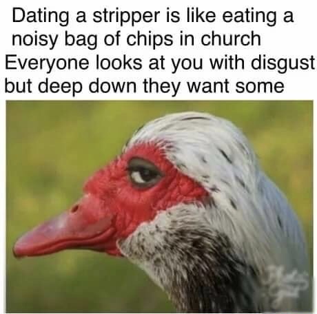 memes - shady bird meme - Dating a stripper is eating a noisy bag of chips in church Everyone looks at you with disgust but deep down they want some