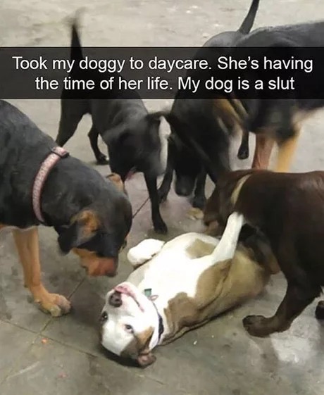 memes - slut dog - Took my doggy to daycare. She's having the time of her life. My dog is a slut