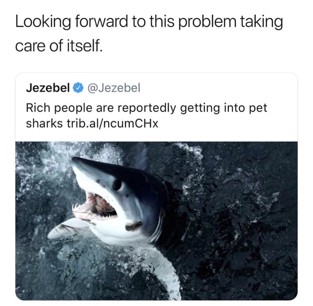 memes - mako shark shark - Looking forward to this problem taking care of itself. Jezebel Rich people are reportedly getting into pet sharks trib.alncumCHx