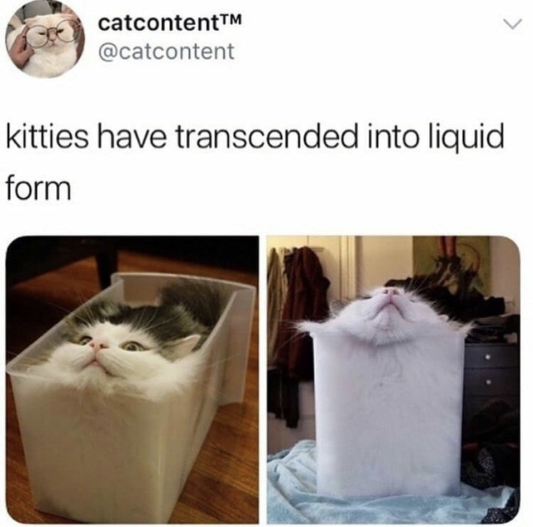 memes - cat liquid or solid nobel prize - catcontentTM kitties have transcended into liquid form