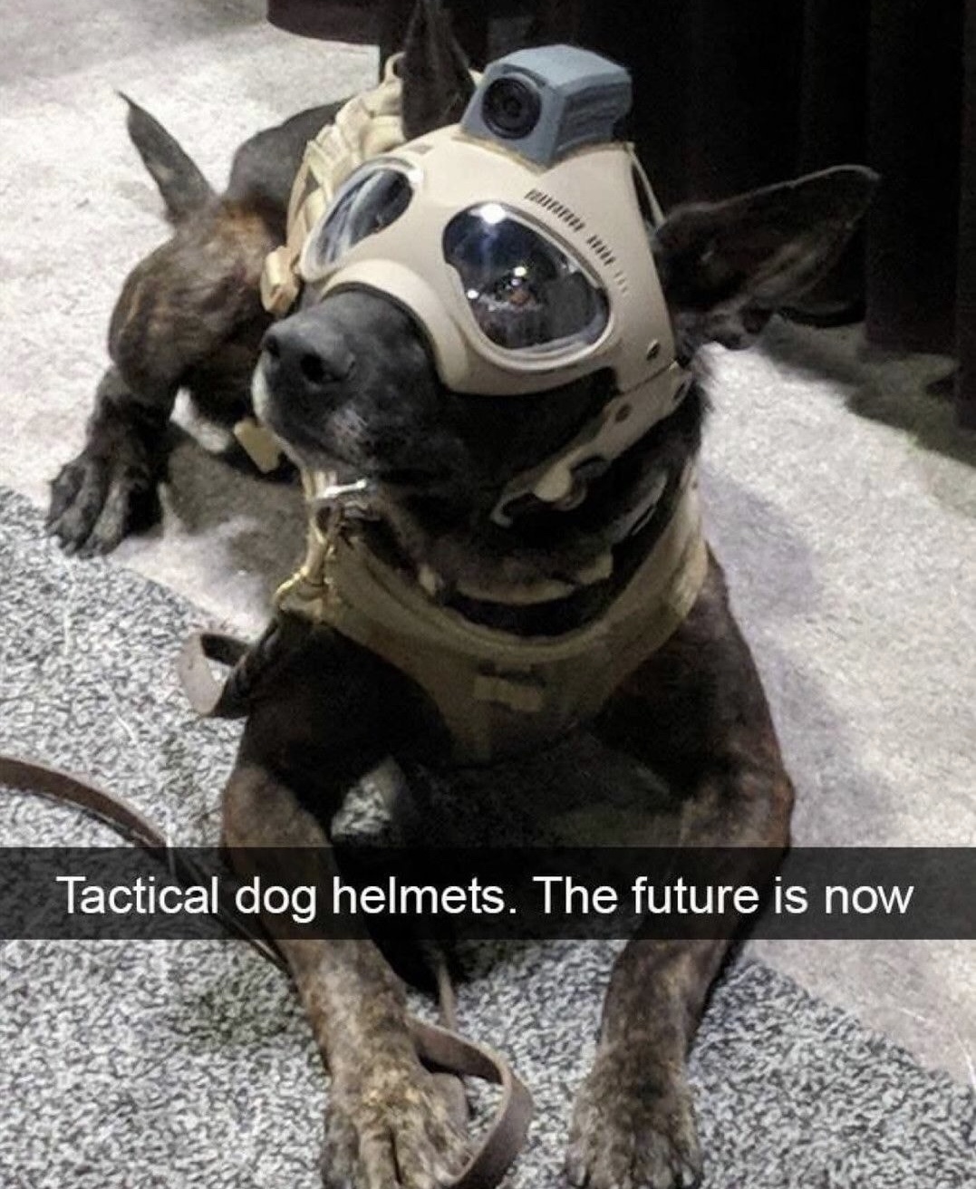 dog with tactical gear