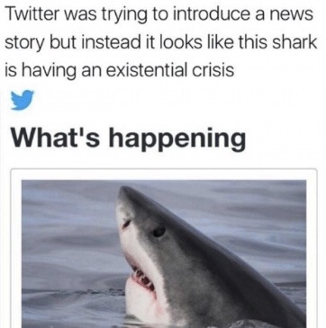 Shark is having a chrisis