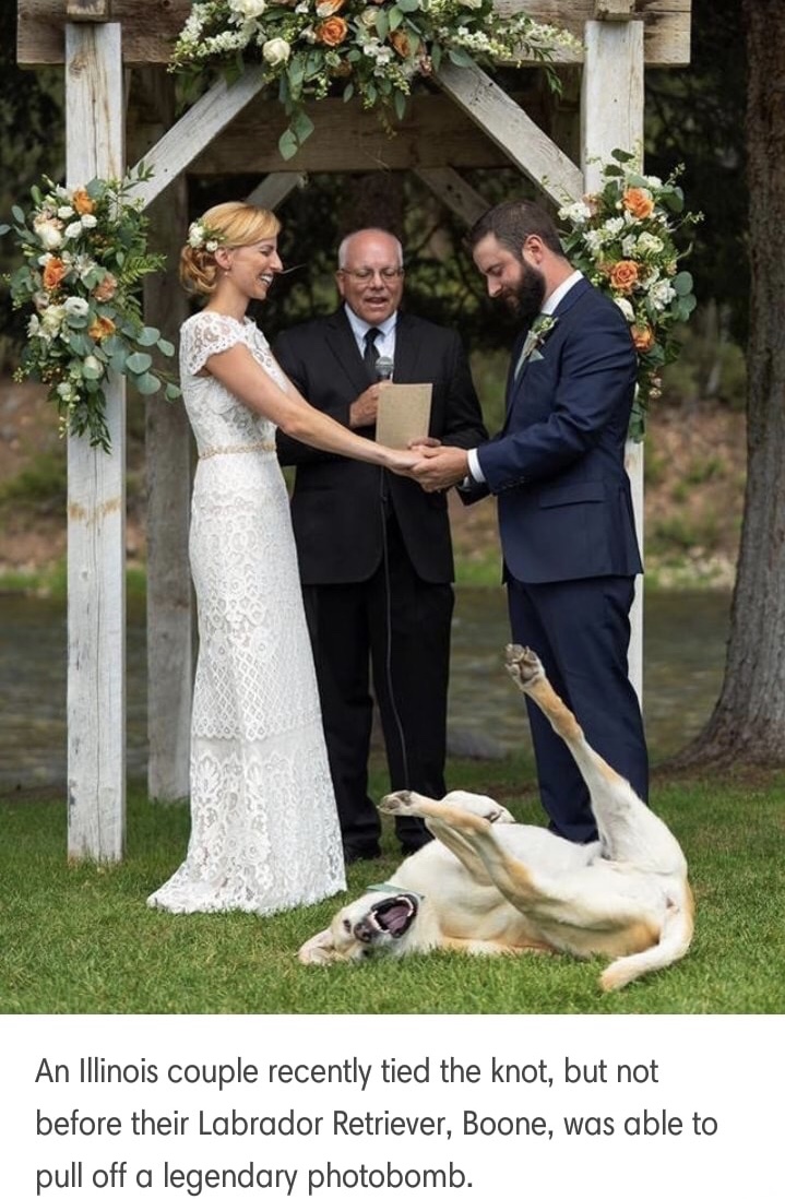memes - dog photobombs wedding - An Illinois couple recently tied the knot, but not before their Labrador Retriever, Boone, was able to pull off a legendary photobomb.