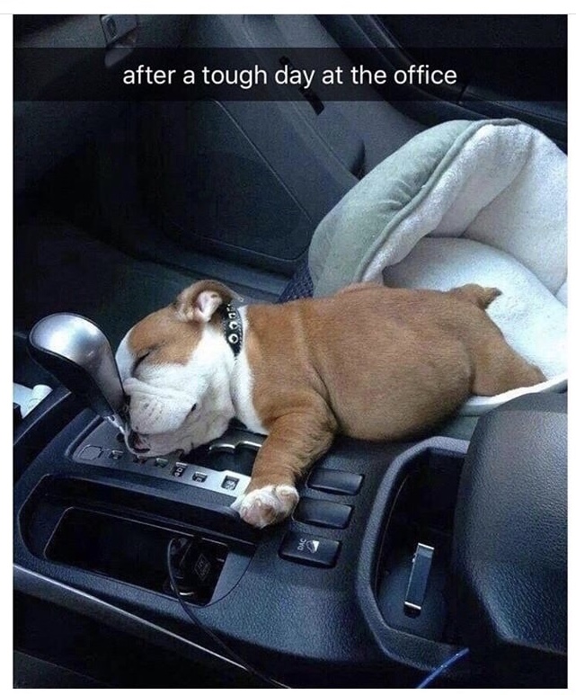 memes - english bulldog in car - after a tough day at the office