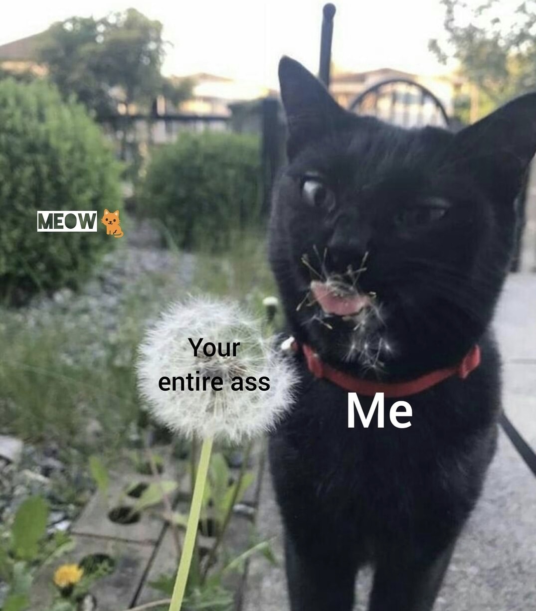 memes - cat dandelion meme - Meow Your entire ass Me
