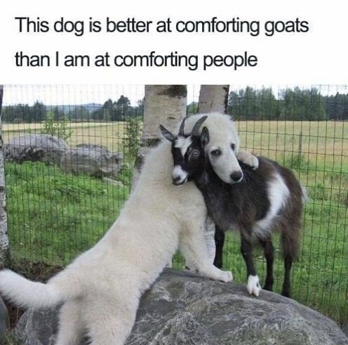 memes - happy dog meme - This dog is better at comforting goats than I am at comforting people
