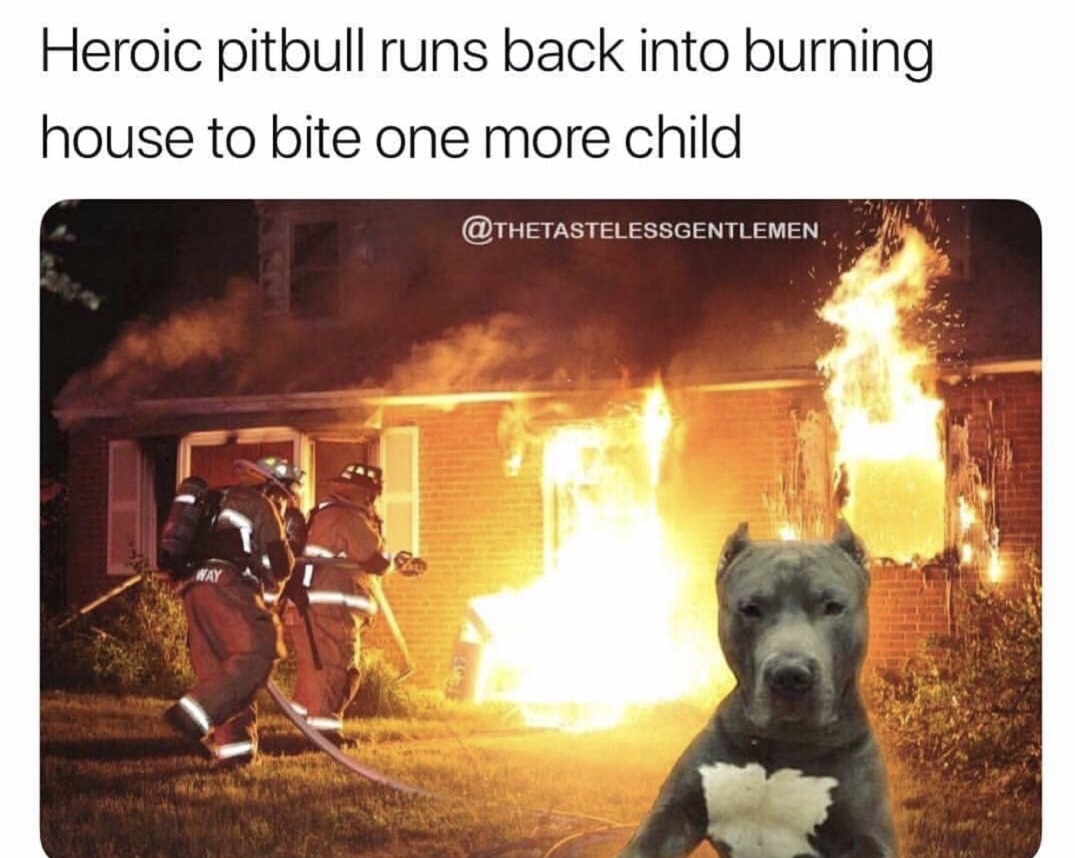 memes - heroic pitbull - Heroic pitbull runs back into burning house to bite one more child