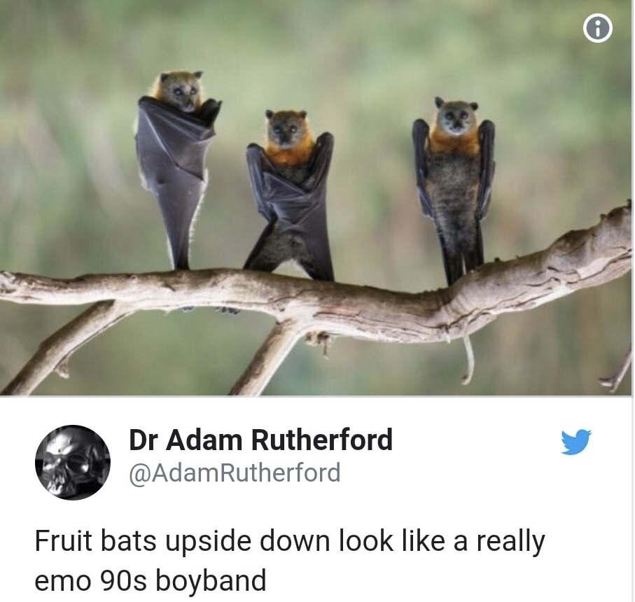 memes - bats hanging upside down - Dr Adam Rutherford Rutherford Fruit bats upside down look a really emo 90s boyband