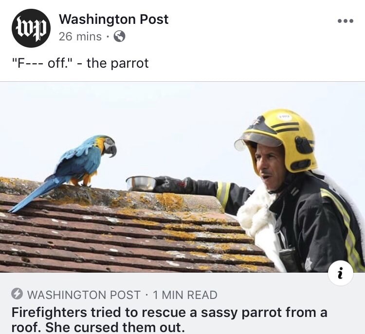 dank parrot tells firefighter to f off - Wa Washington Post 26 mins 3 "F off." the parrot Washington Post 1 Min Read Firefighters tried to rescue a sassy parrot from a roof. She cursed them out.