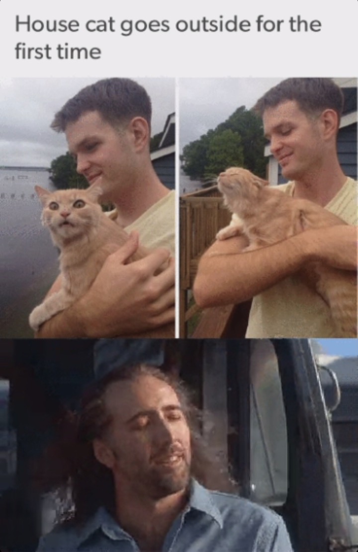 memes - going outside for the first time meme - House cat goes outside for the first time