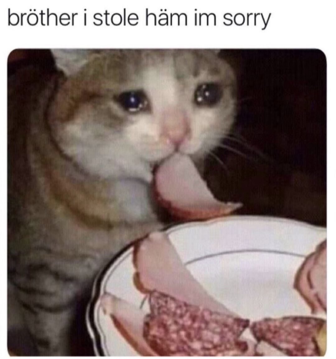 memes - crying cat eating meme