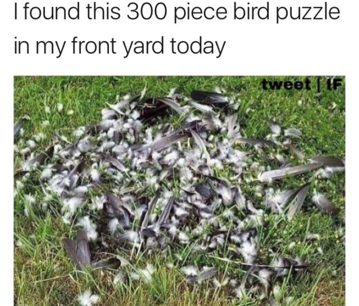 memes - ikea bird - I found this 300 piece bird puzzle in my front yard today wa tweet Lif