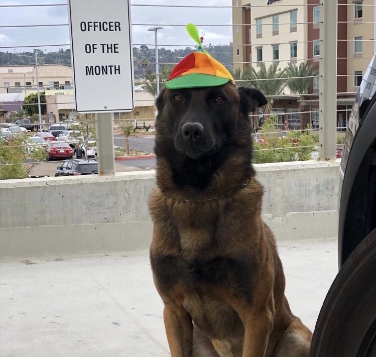 dank meme of Dog - Officer Of The Month