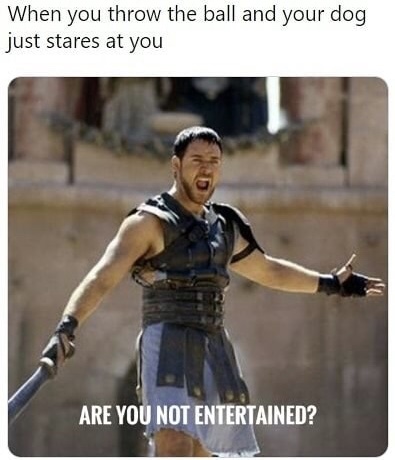 memes - russell crowe gladiator - When you throw the ball and your dog just stares at you Are You Not Entertained?
