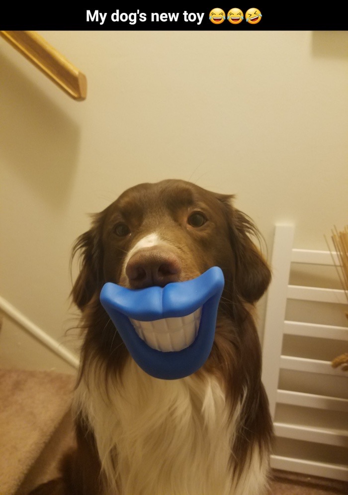 memes - snout - My dog's new toy Ooo