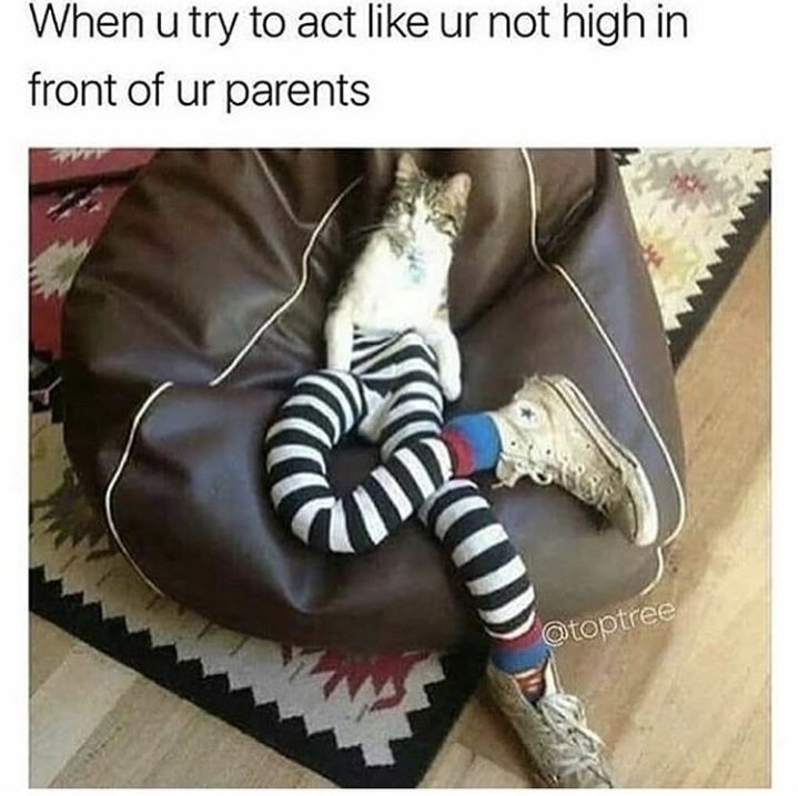 memes - cat in pantyhose - When u try to act ur not high in front of ur parents