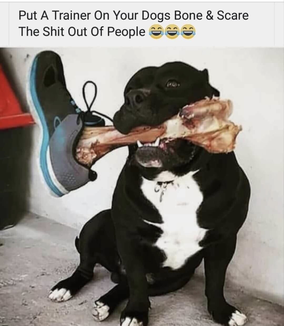 memes - put a trainer on your dog's bone - Put A Trainer On Your Dogs Bone & Scare The Shit Out Of People