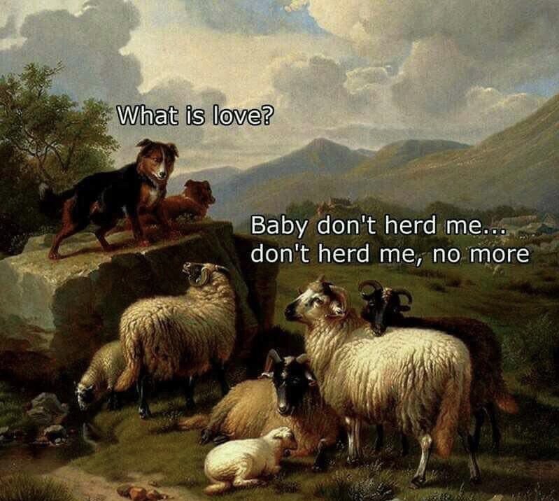 memes - love baby dont herd me - What is love? Baby don't herd me... don't herd me, no more