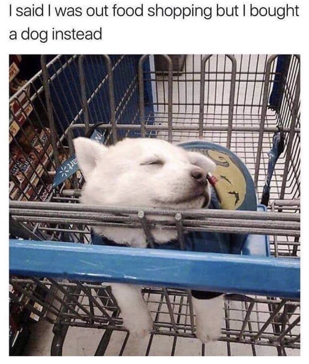 wento shopping got dog
