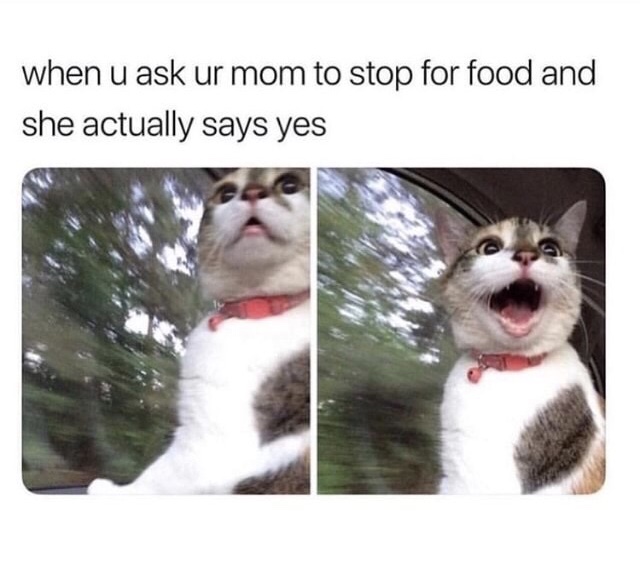 surprised cat on how it feels when you ask mom to stop for food and she says yes