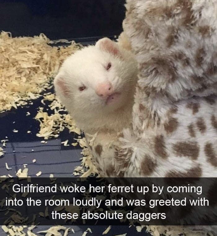 Snapchat of Ferret staring daggers after being woken up