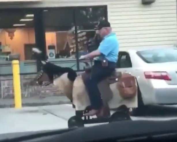 man riding horse vehicle