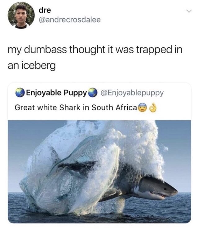 great white shark iceberg - dre my dumbass thought it was trapped in an iceberg Enjoyable Puppy Great white Shark in South Africa