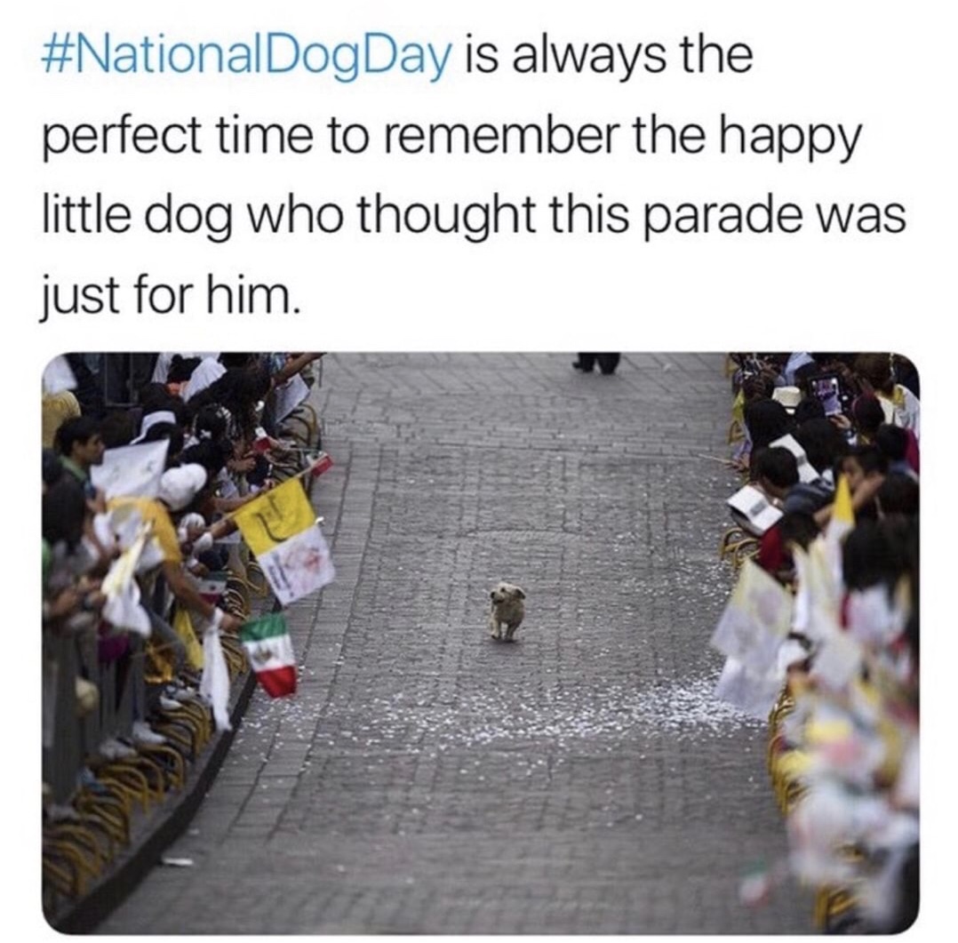 dog parade meme - is always the perfect time to remember the happy little dog who thought this parade was just for him.